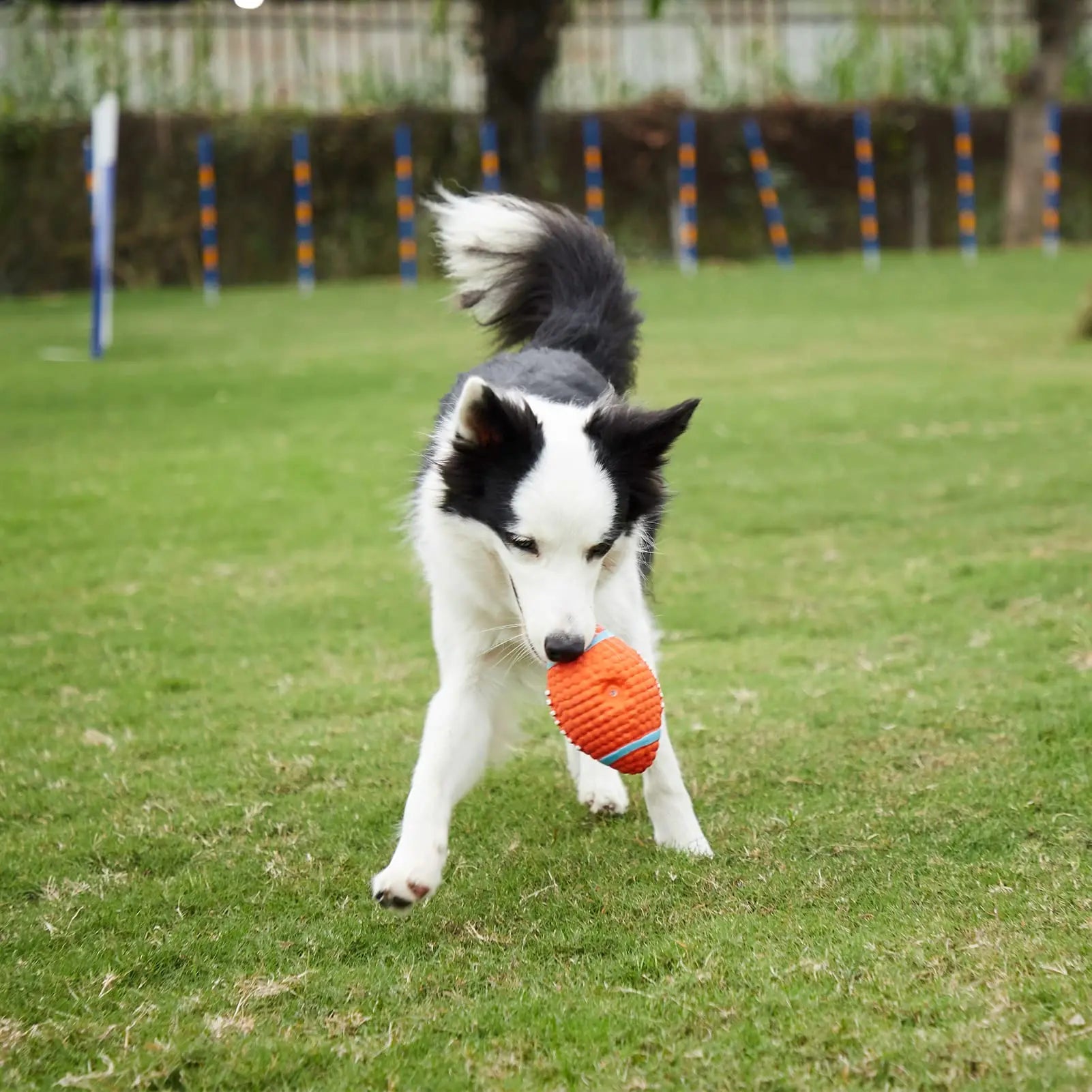 Pet Dog toy ball latex Durable Prevent damage Dog chew toy Squeak Chase Interesting Puppy toy Improve IQ Pet supplies - Roy Entreprise